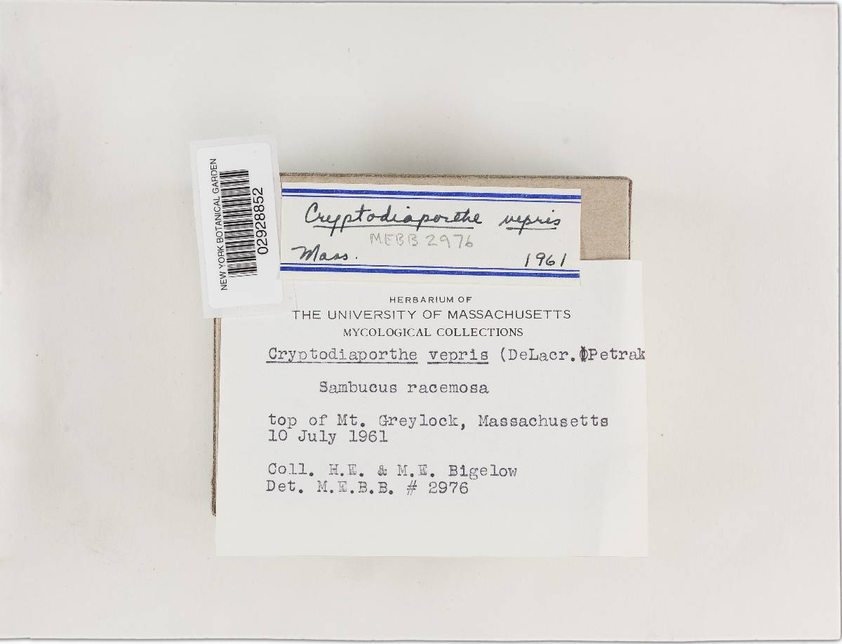 Apioporthe vepris image
