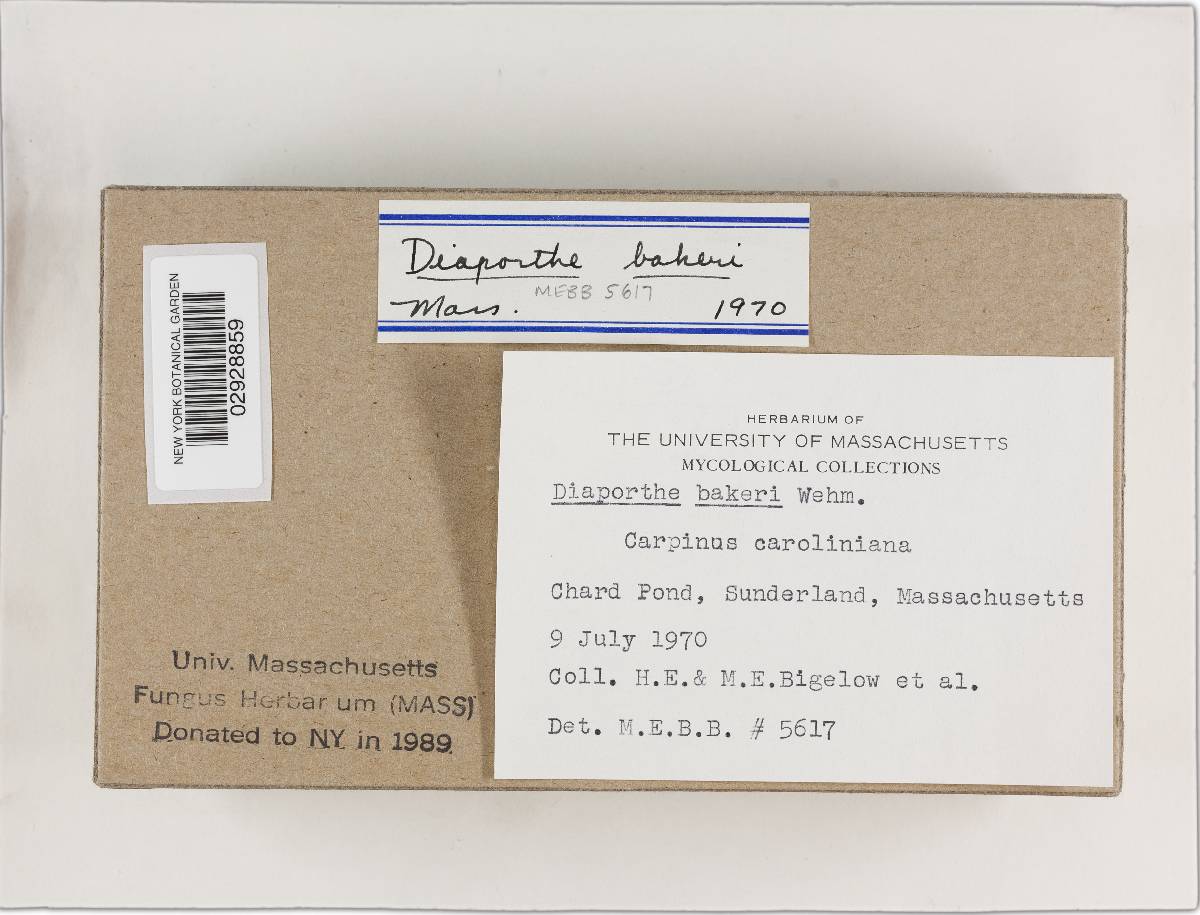 Diaporthe bakeri image