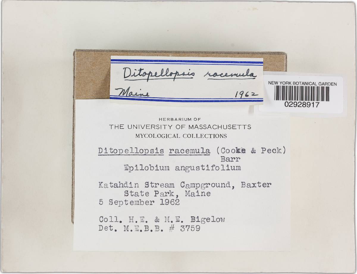 Ditopellopsis racemula image