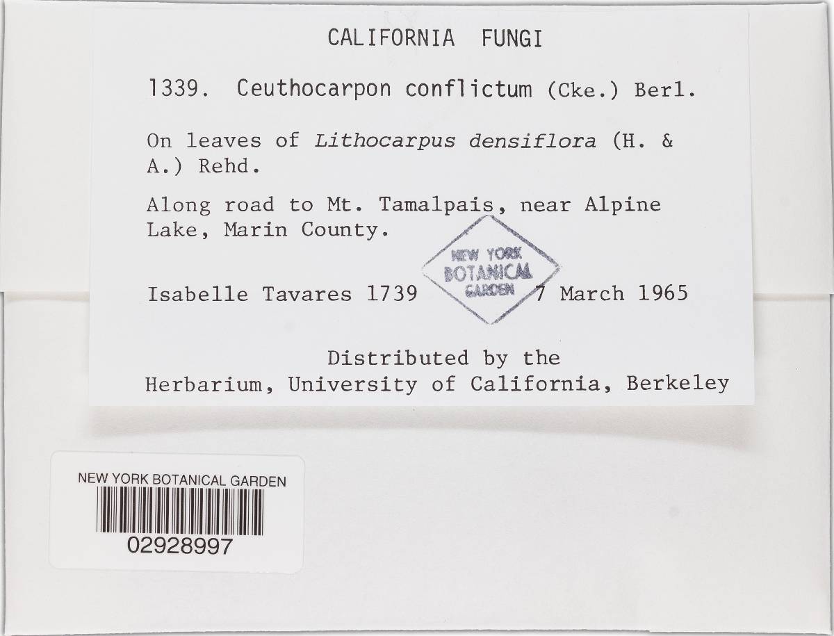Sphaerulina conflicta image