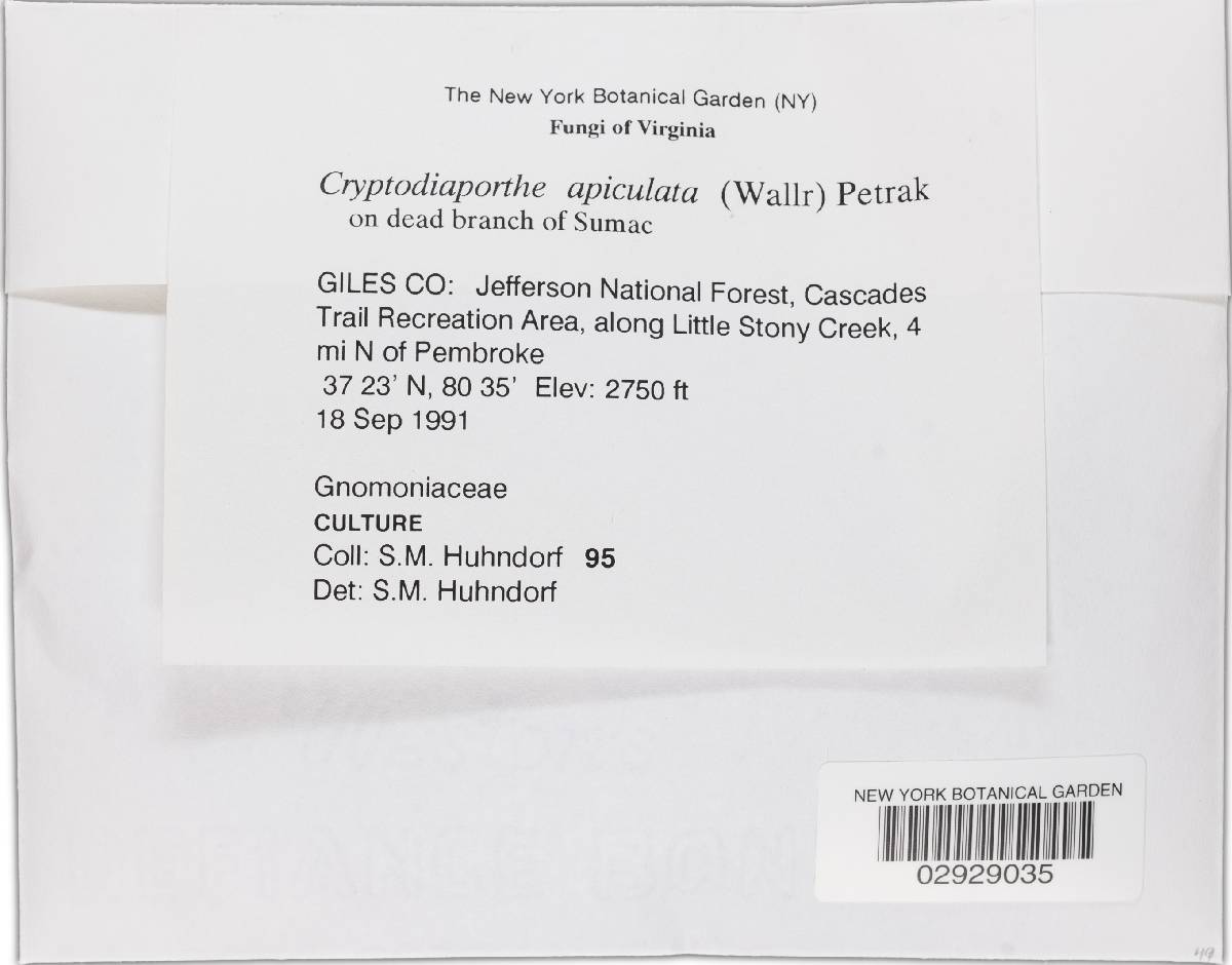 Cryptodiaporthe salicina image