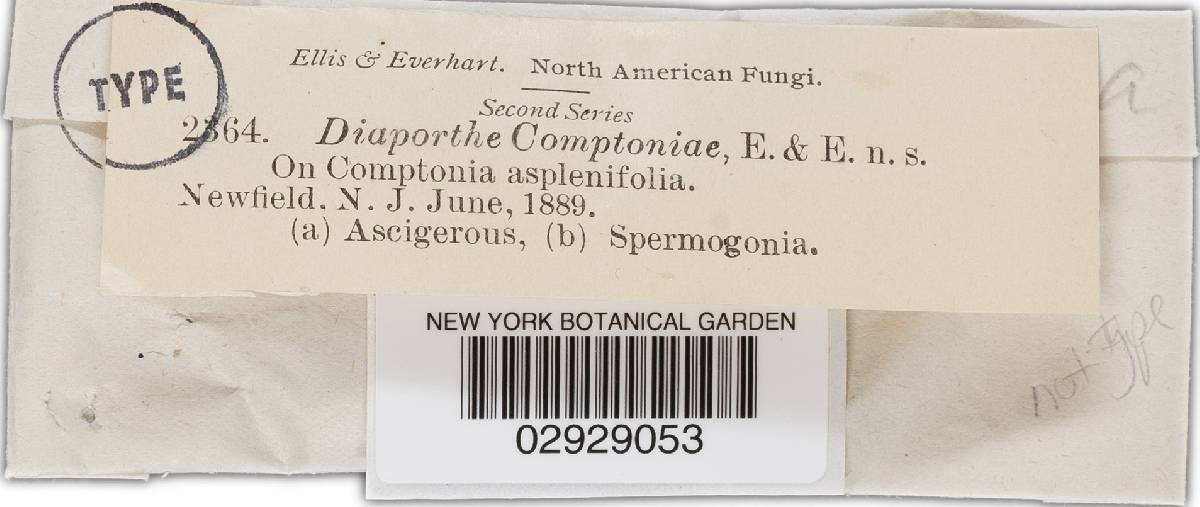 Cryptodiaporthe aubertii image