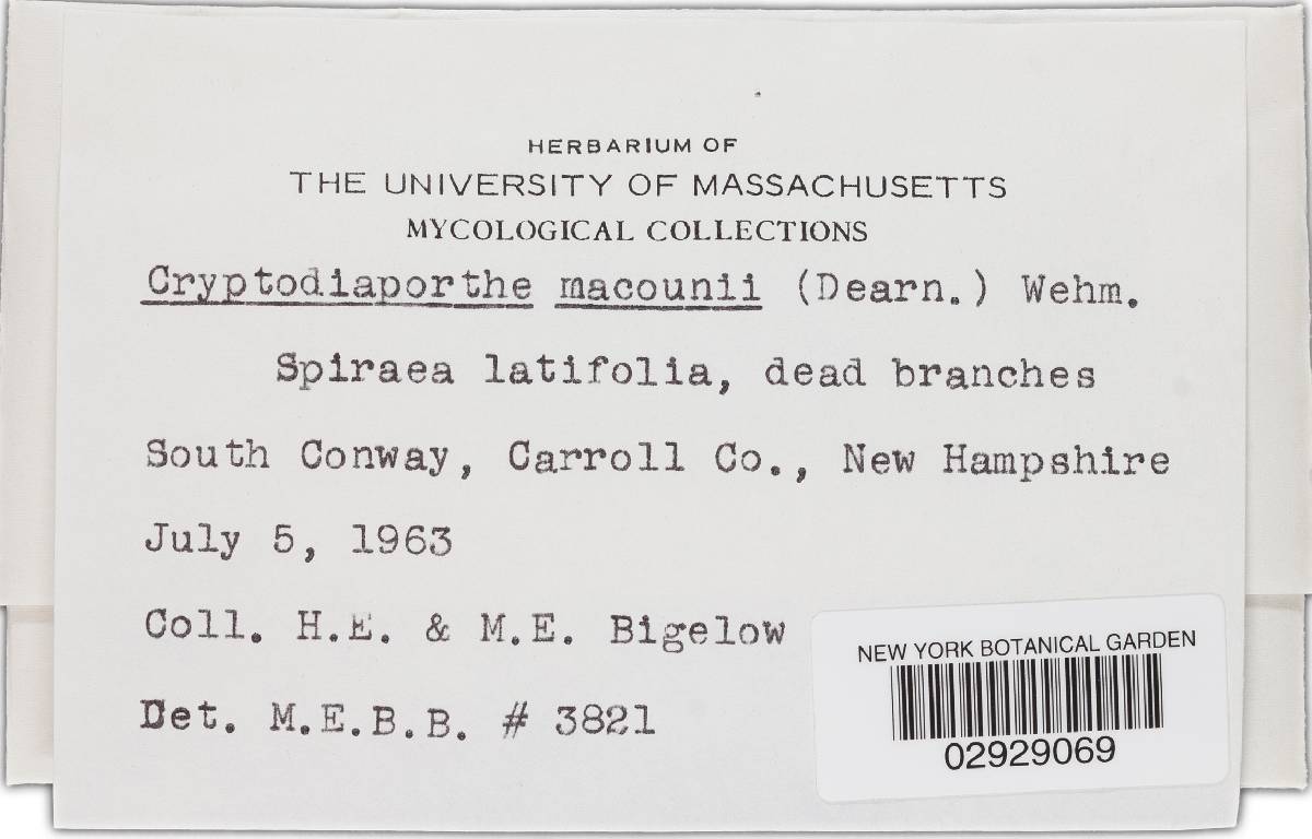 Cryptodiaporthe macounii image