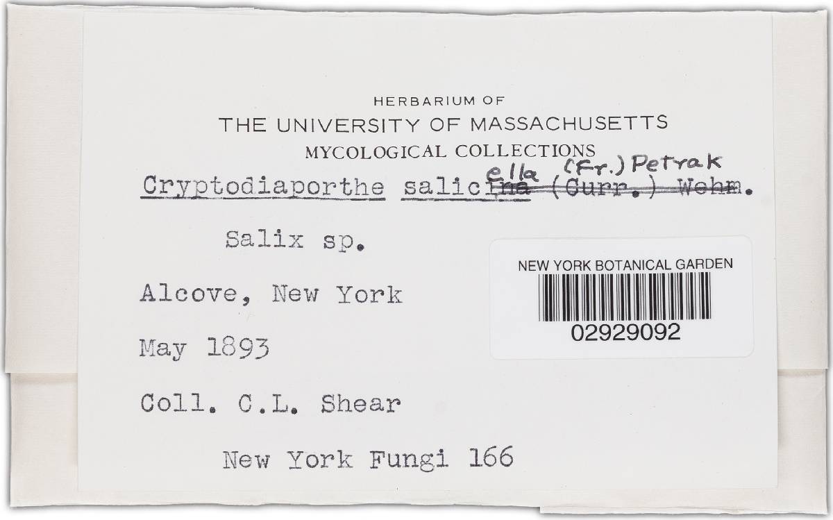 Cryptodiaporthe salicella image