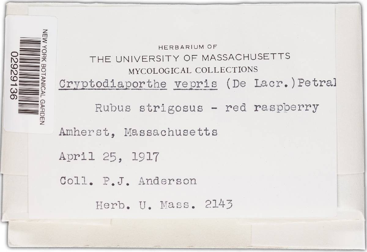 Apioporthe vepris image