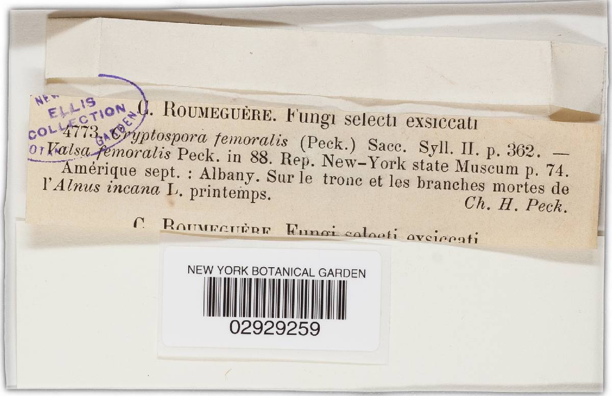 Ophiovalsa femoralis image