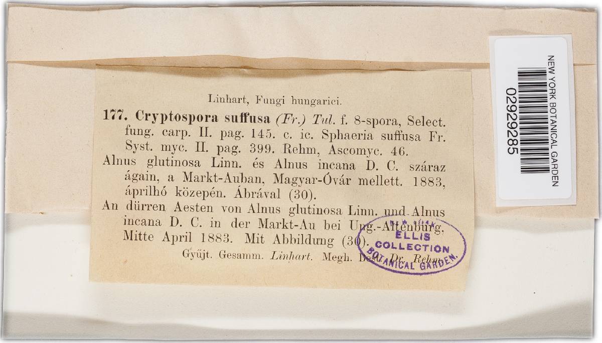 Cryptosporella image