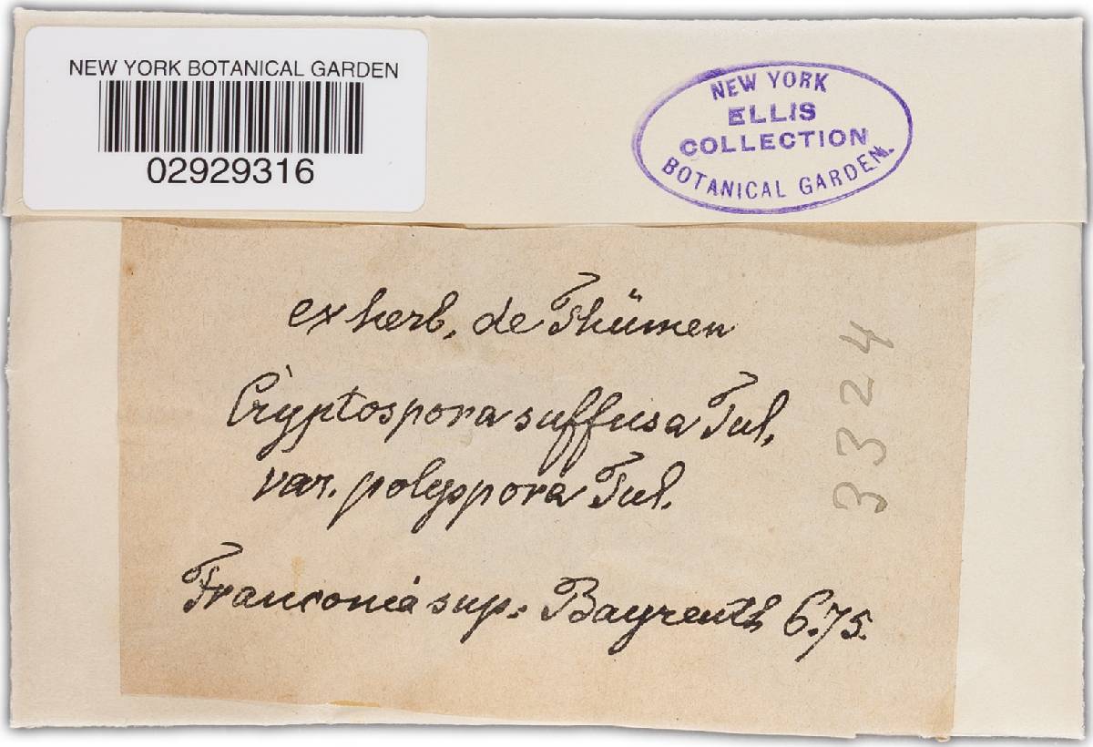 Cryptosporella suffusa image