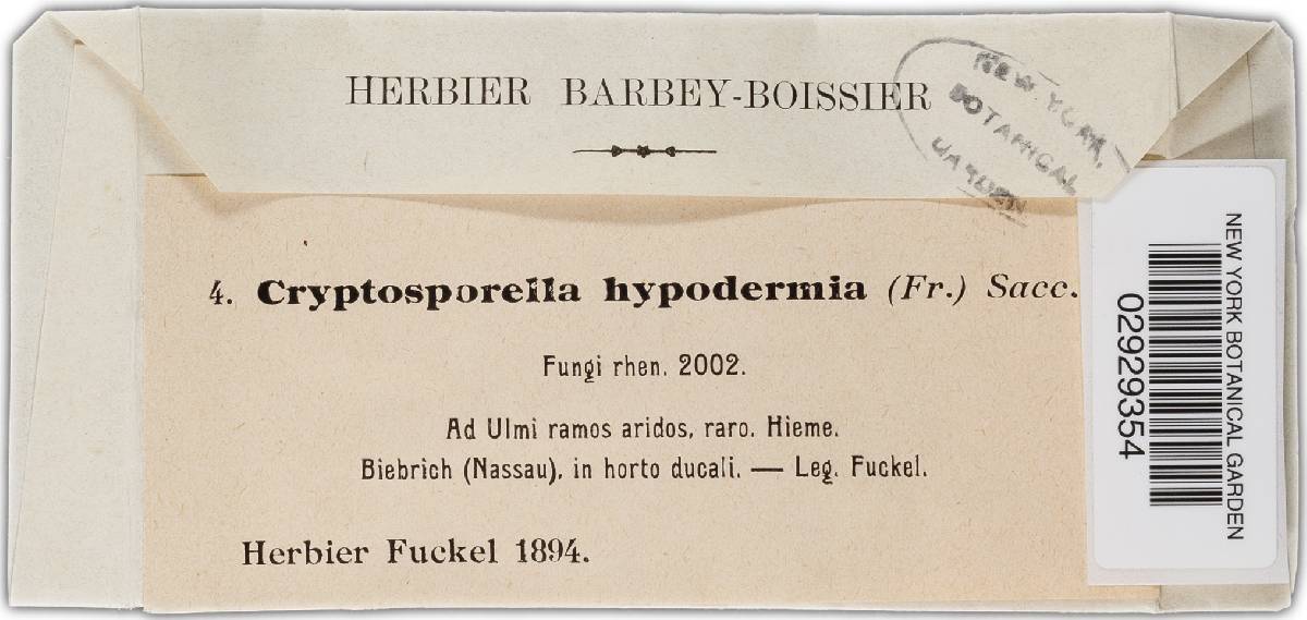 Cryphonectria cubensis image