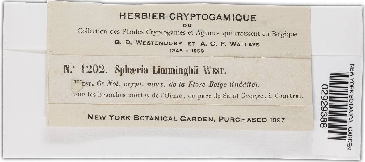 Cryptosporella limminghii image