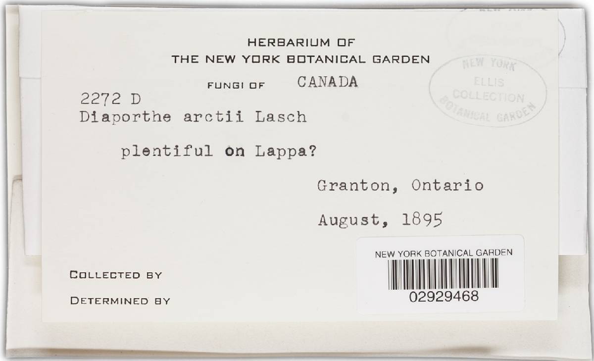 Diaporthe arctii image