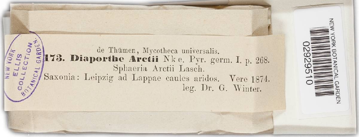 Diaporthe arctii image