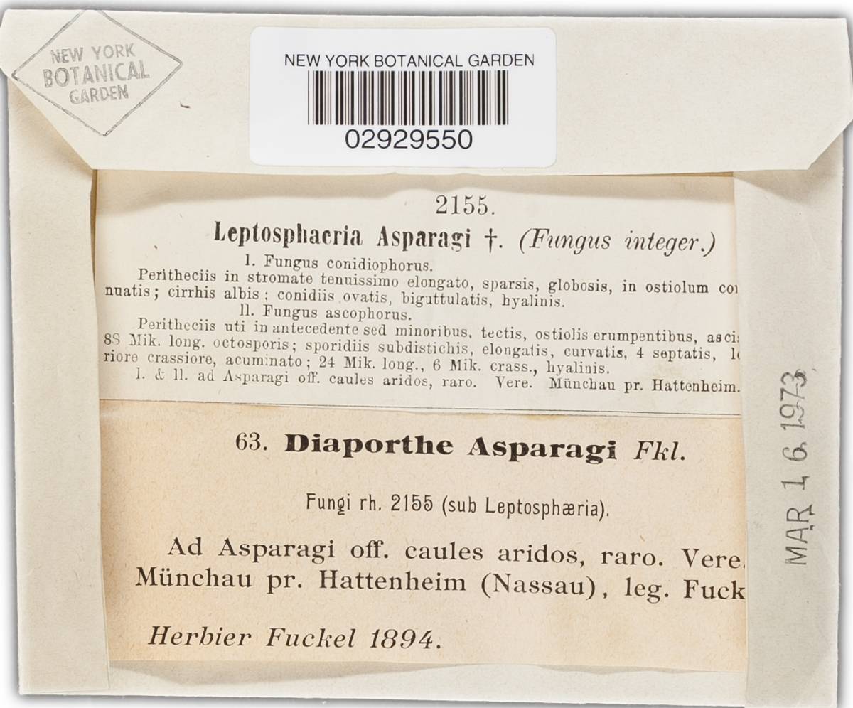 Diaporthe asparagi image