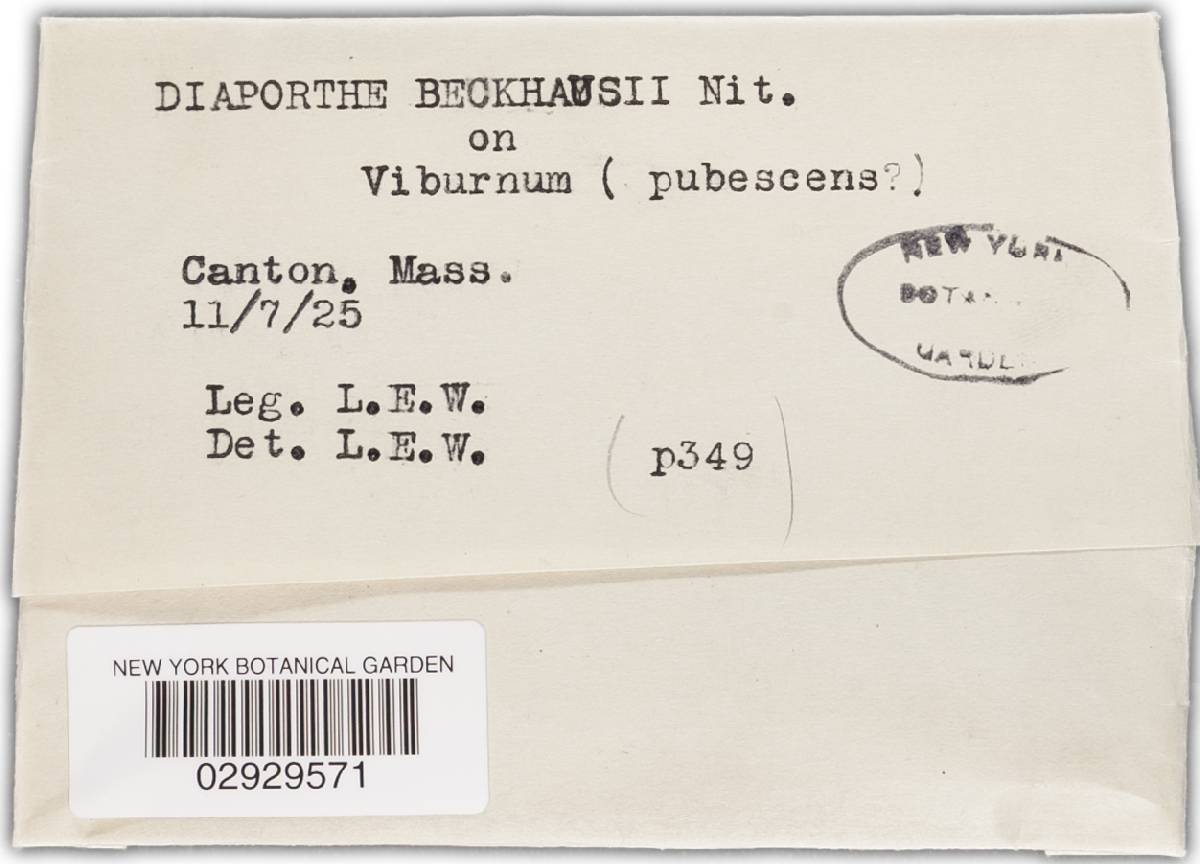 Diaporthe beckhausii image