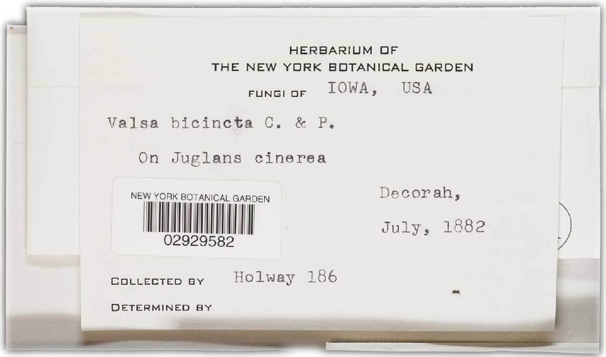 Diaporthe bicincta image