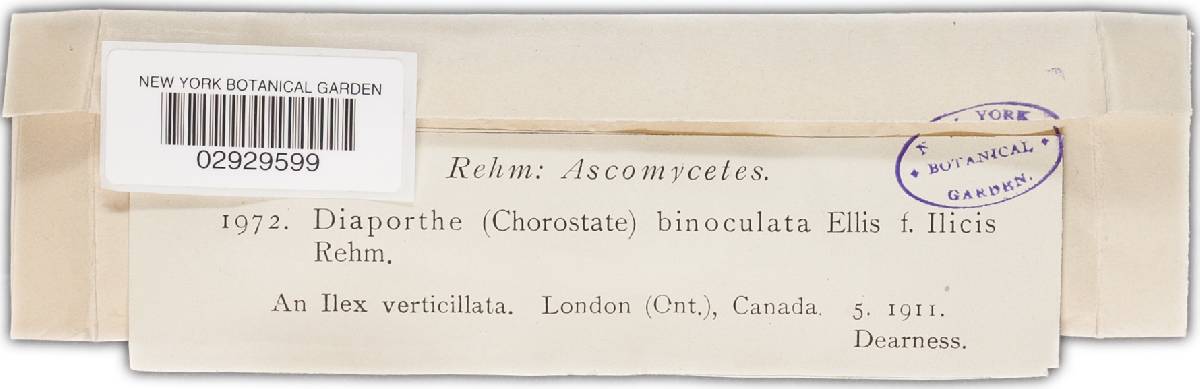Diaporthe binoculata image