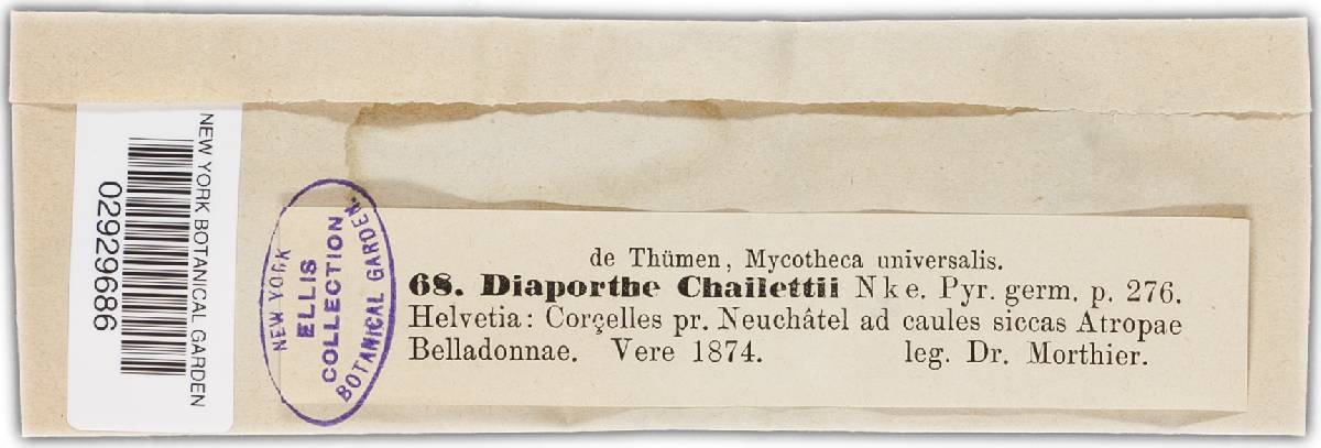 Diaporthe chailletii image