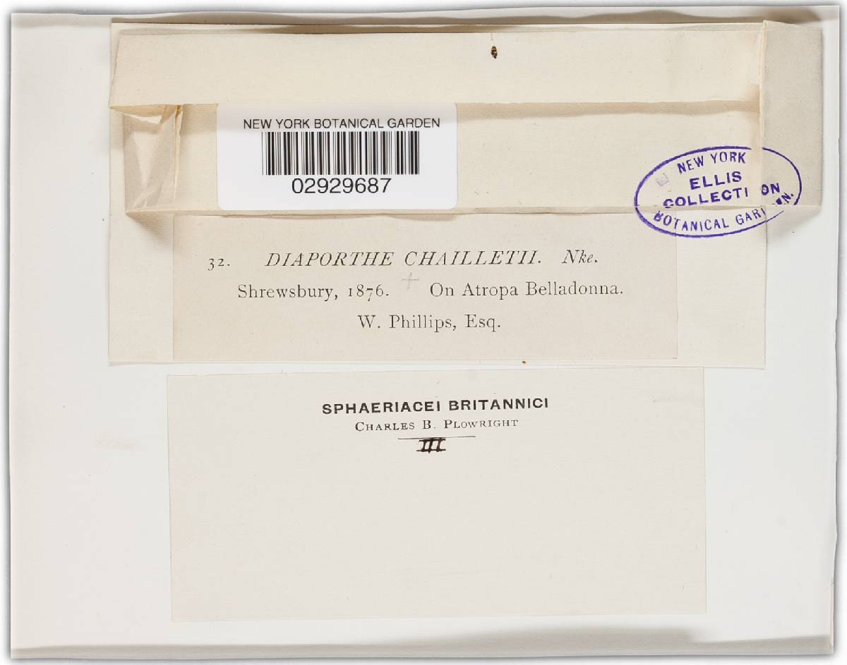 Diaporthe chailletii image