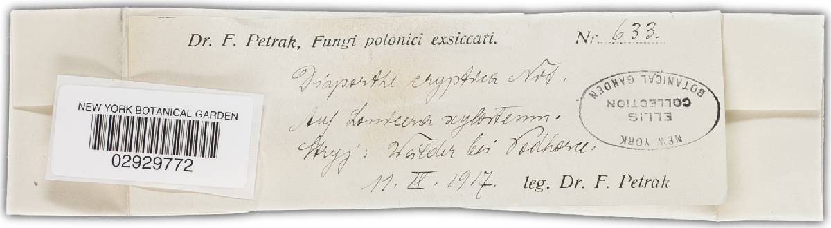 Diaporthe cryptica image