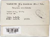 Allantoporthe decedens image