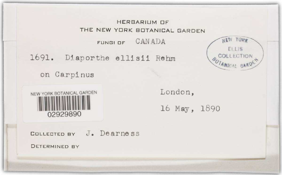 Diaporthe ellisii image