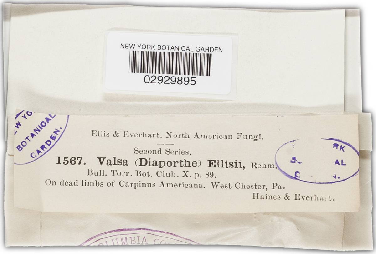 Diaporthe ellisii image