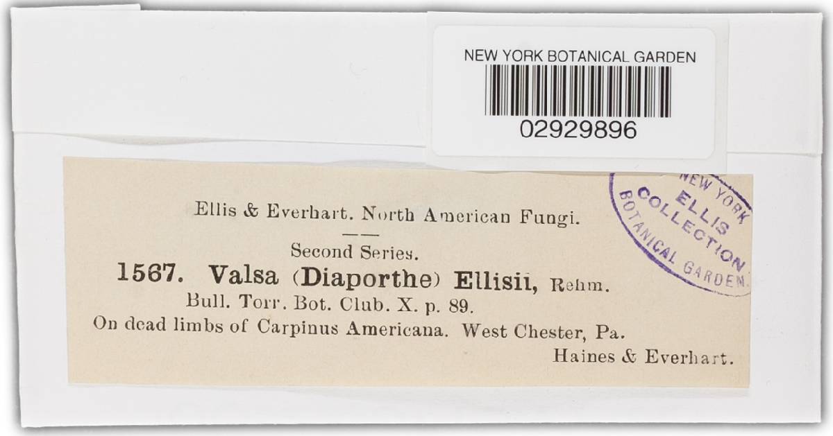 Diaporthe ellisii image