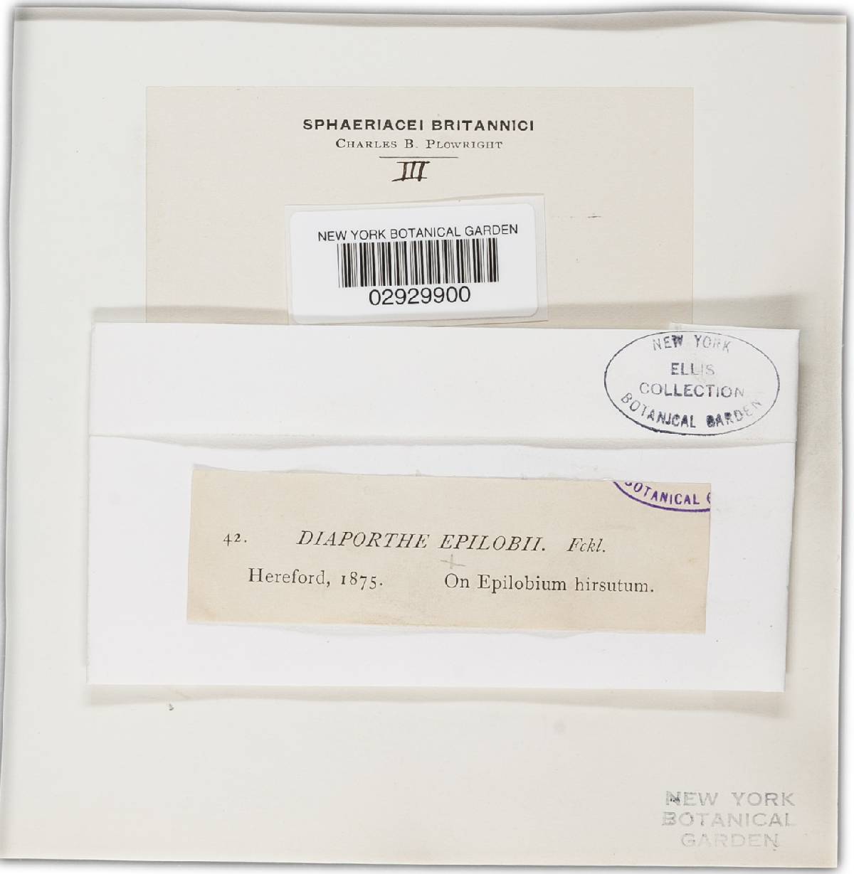 Diaporthe epilobii image