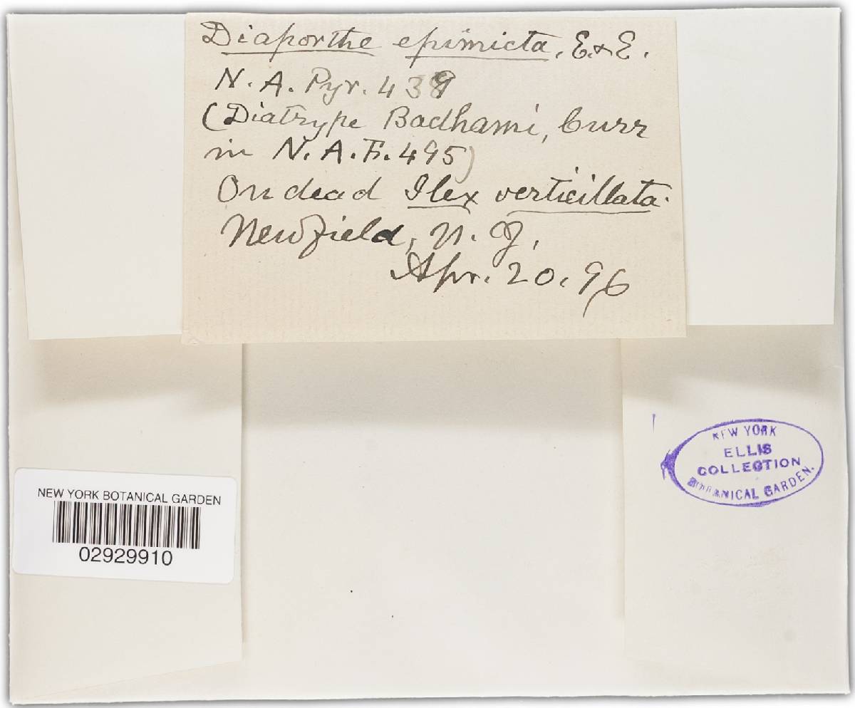Diaporthe epimicta image