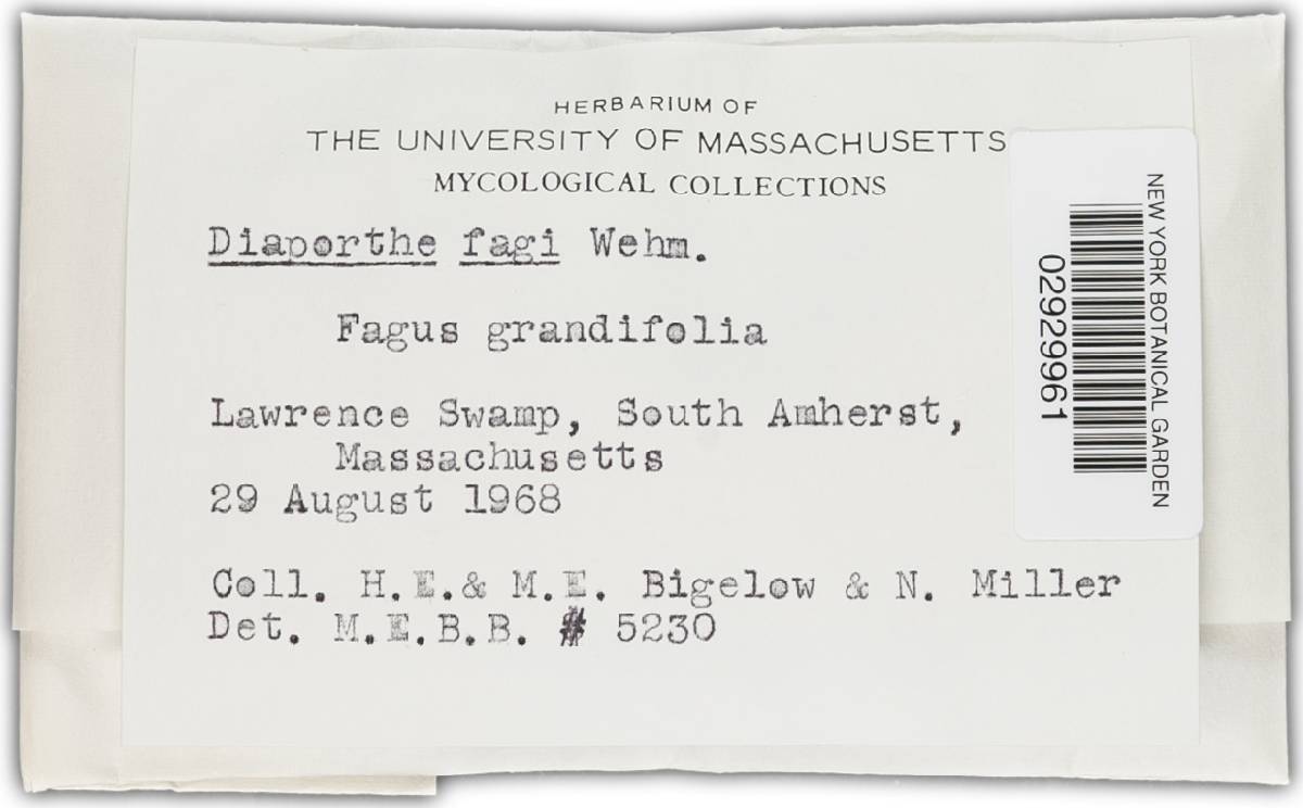 Diaporthe fagi image