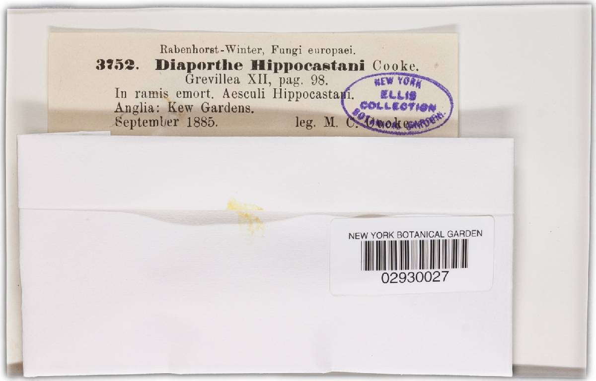 Cryptodiaporthe aesculi image