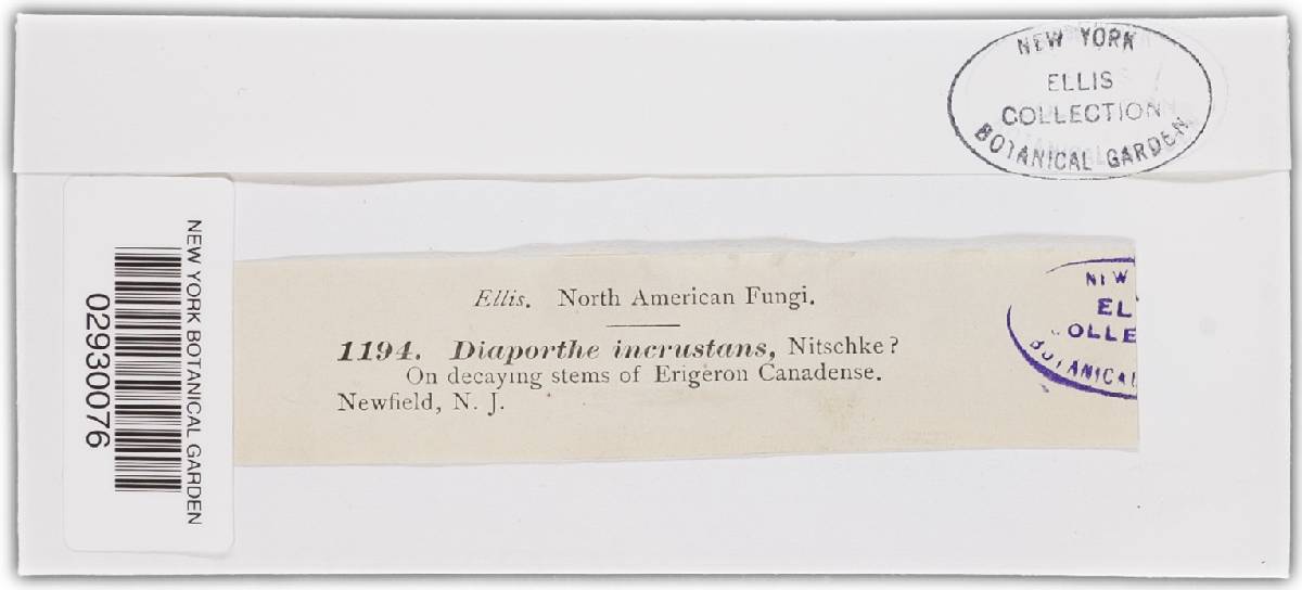 Diaporthe incrustans image