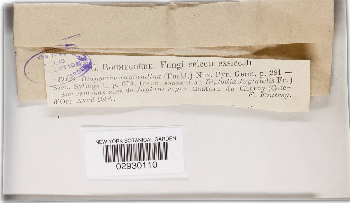 Diaporthe juglandina image
