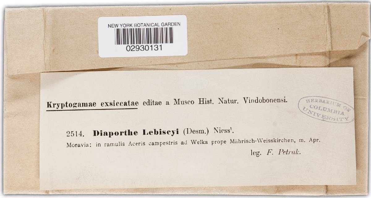 Cryptodiaporthe lebiseyi image