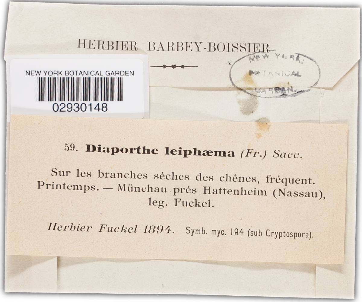 Amphiporthe leiphaemia image
