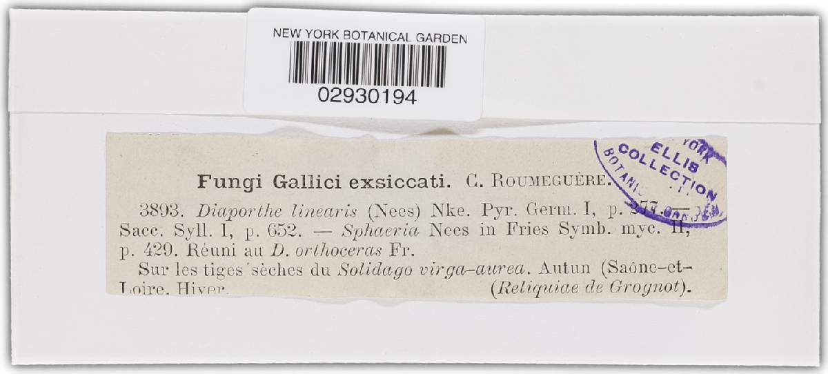 Diaporthe linearis image