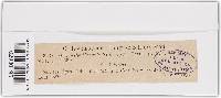 Diaporthe linearis image