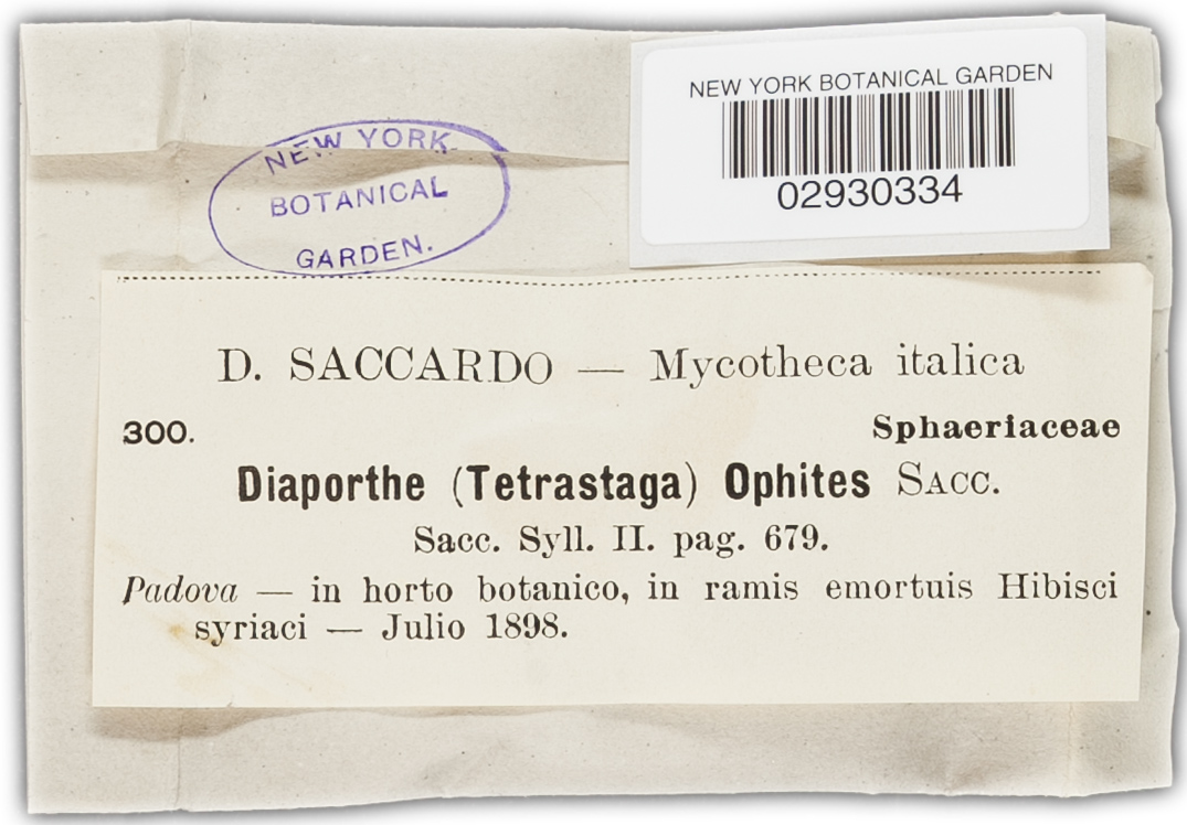 Diaporthe eres image