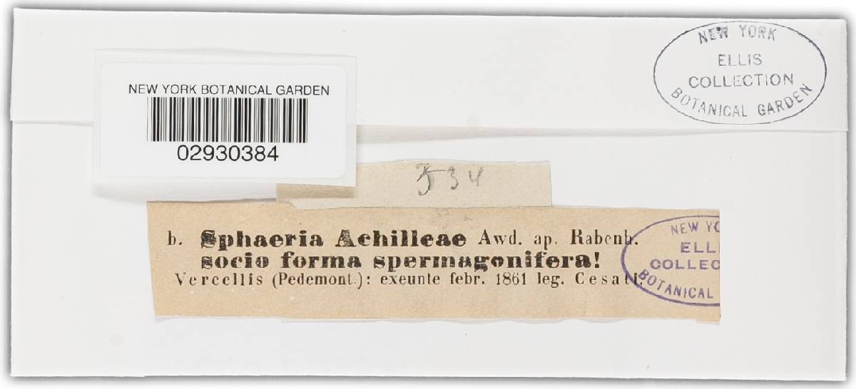 Diaporthe orthoceras image