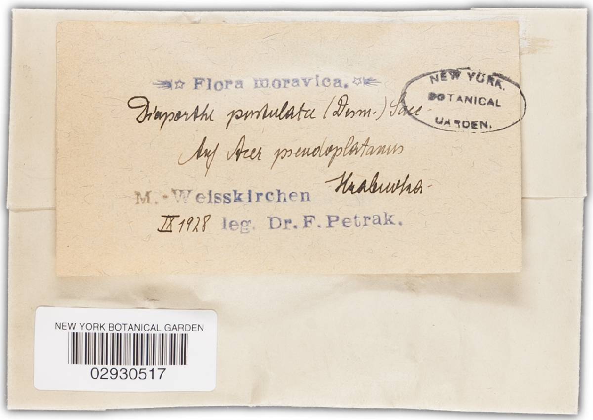 Diaporthe pustulata image