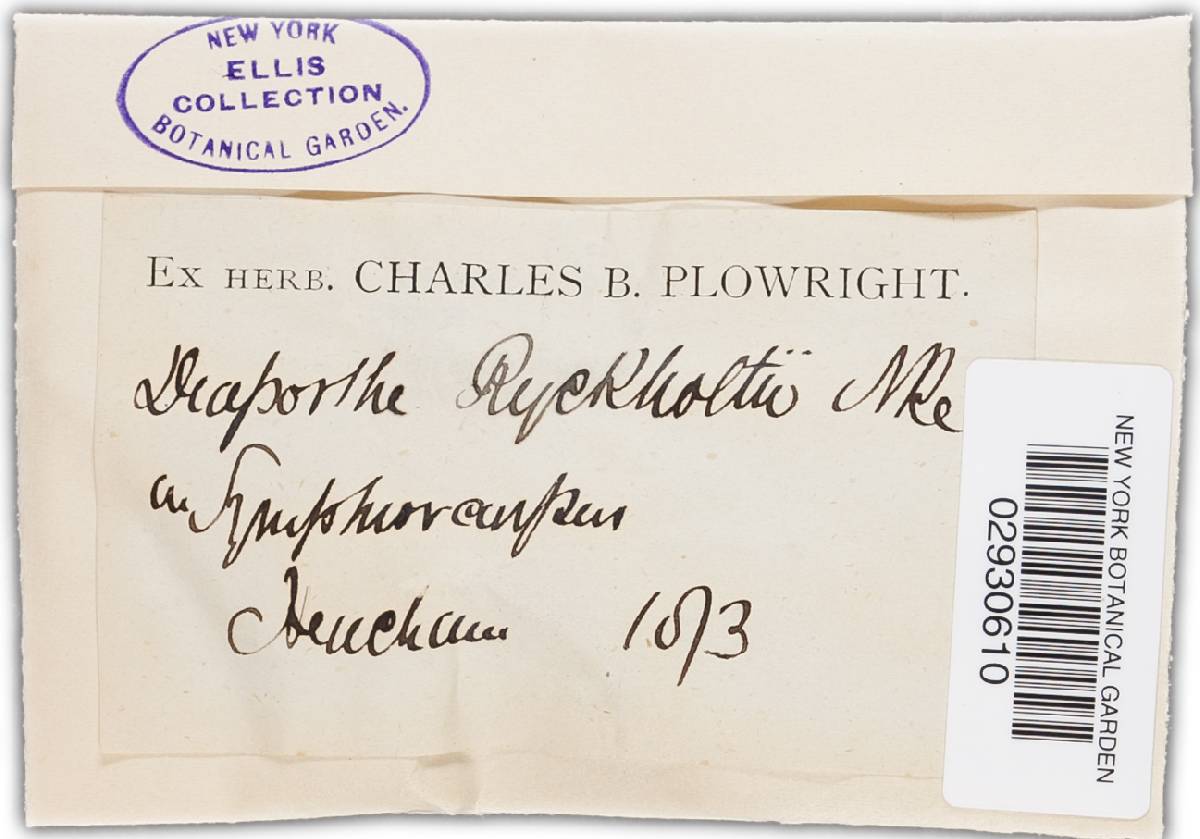 Diaporthe ryckholtii image