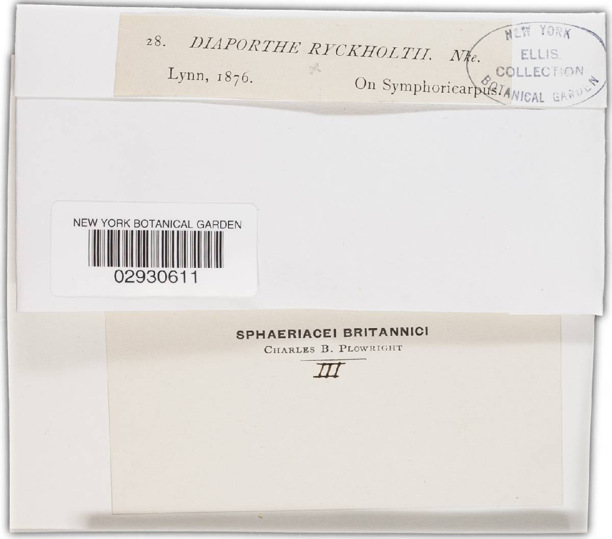 Diaporthe ryckholtii image