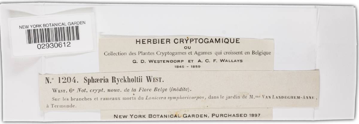 Diaporthe ryckholtii image