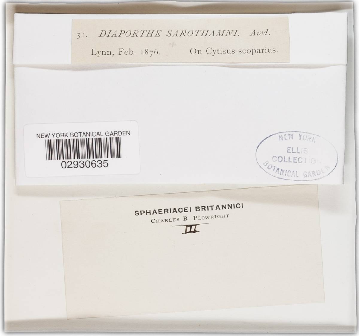 Diaporthe sarothamni image