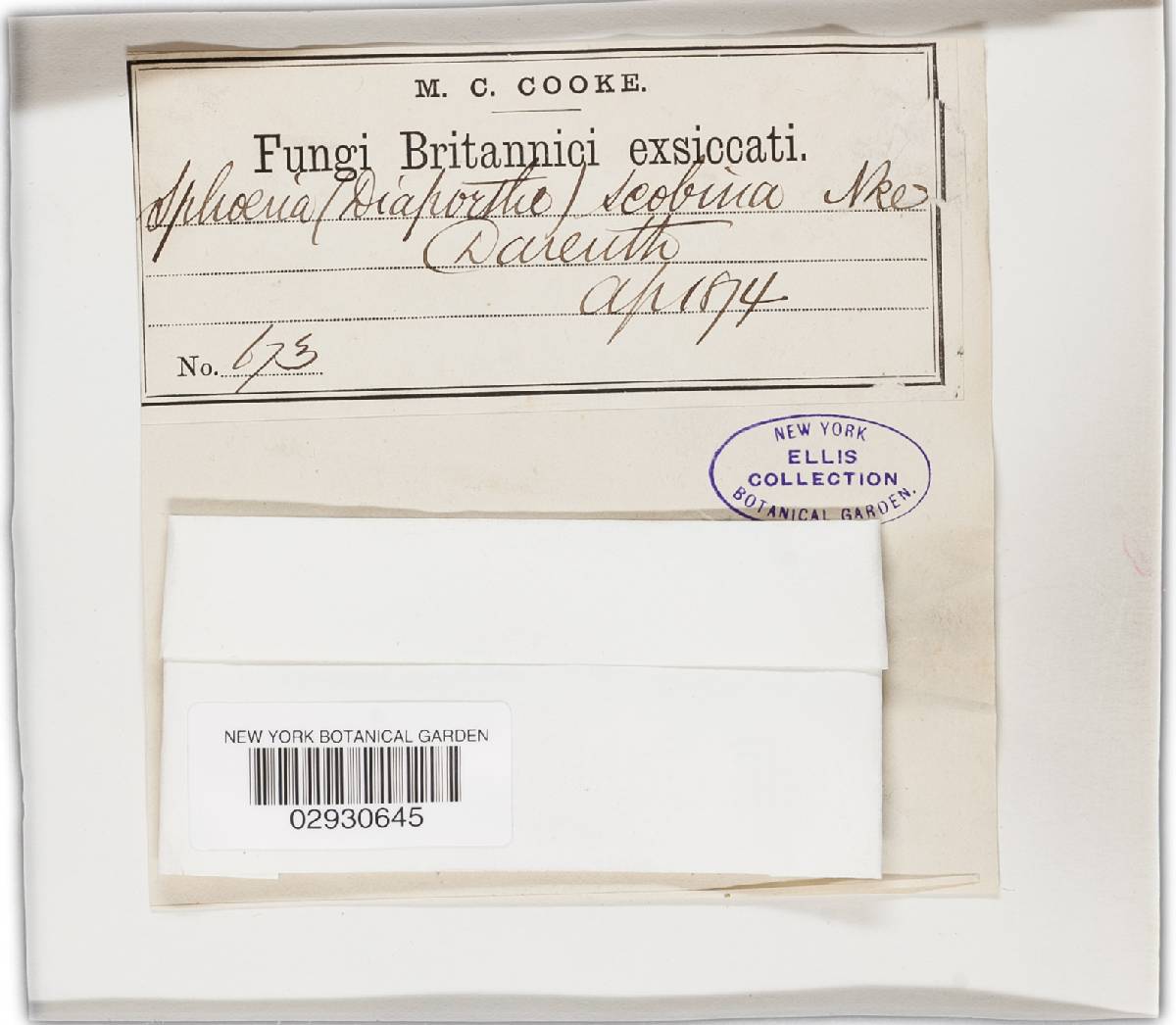 Diaporthe scobina image