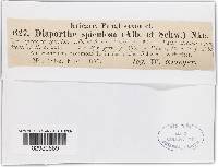 Diaporthe spiculosa image