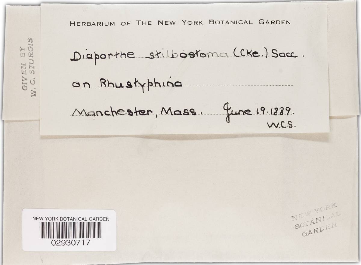Diaporthe stilbostoma image