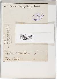 Diaporthe taleola image