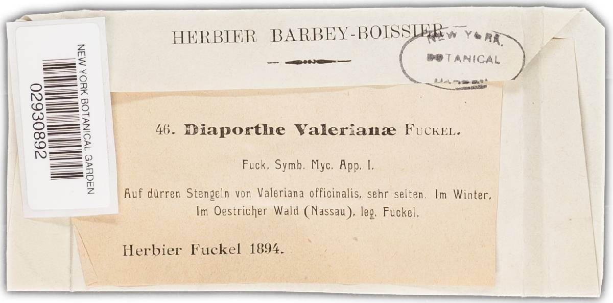 Diaporthe valerianae image