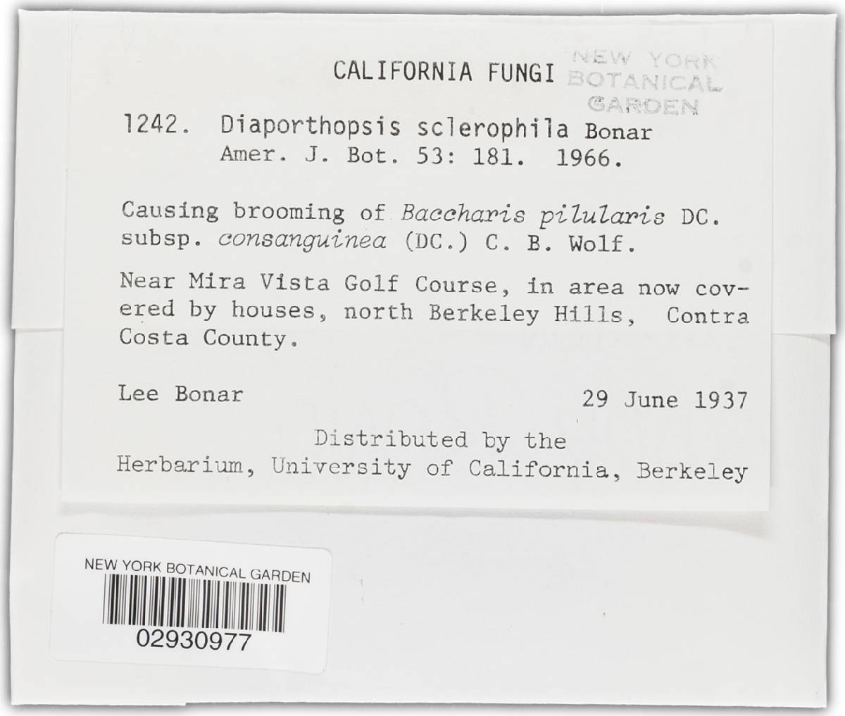 Diaporthopsis sclerophila image